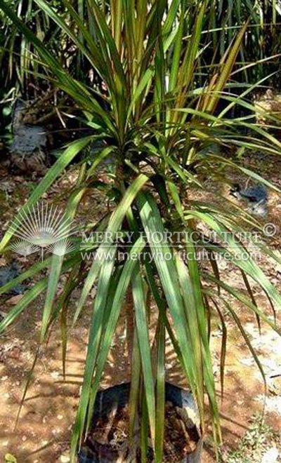 Dracaena marginata 'green'